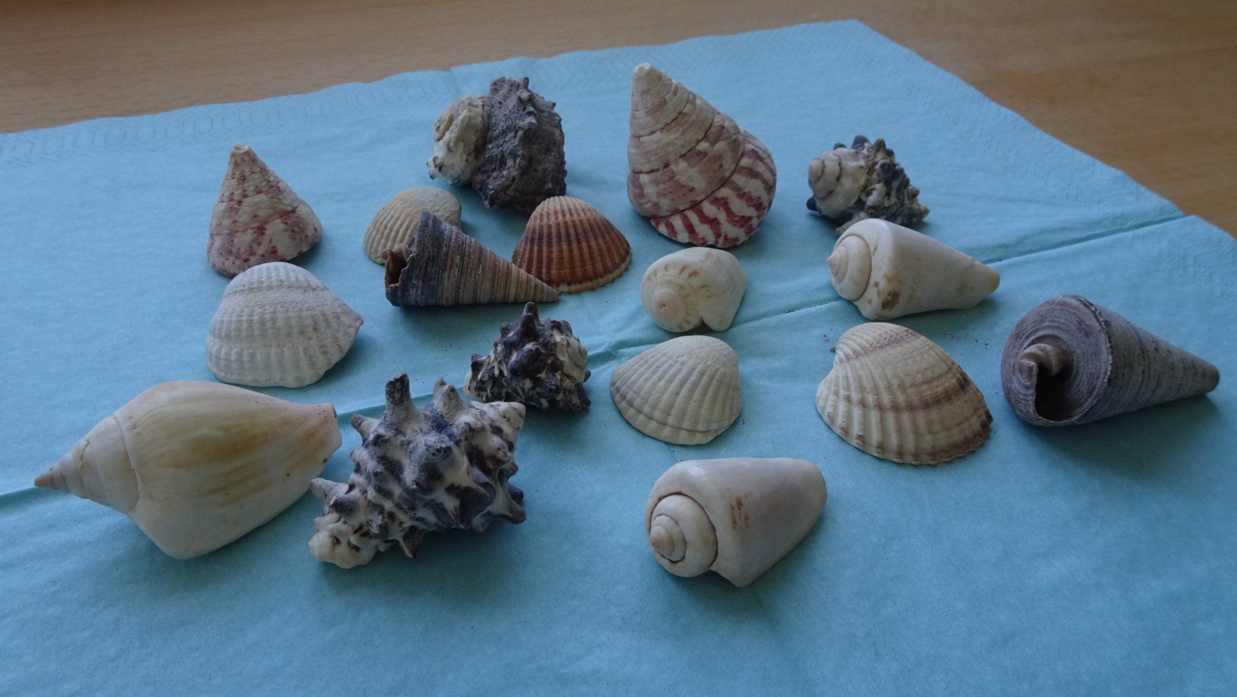 Tutte le decorazioni: Verschiedene wunderschöne Muscheln – Usato da Zürich venduto da blaumeisli62 5