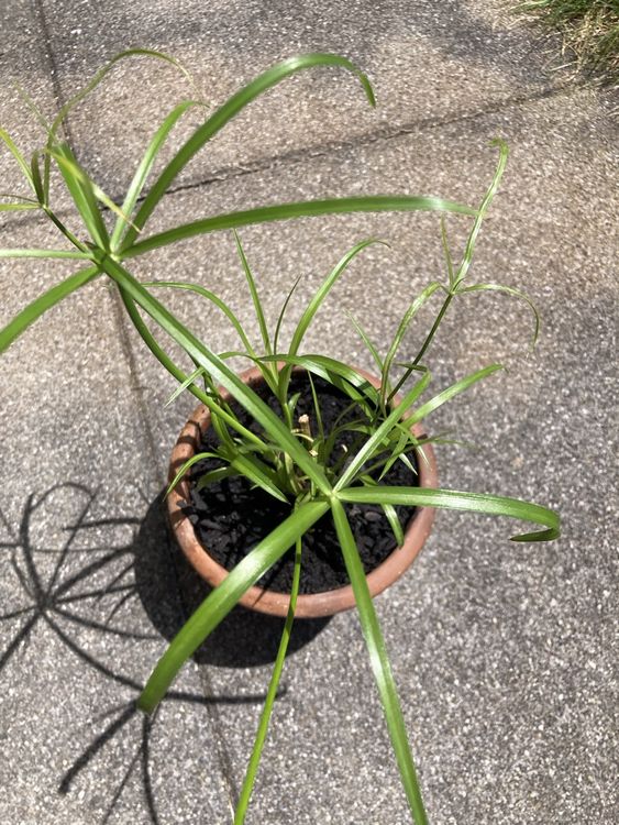 Papyrus Pflanze Kaufen auf Ricardo