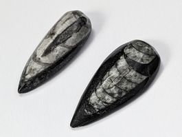 Orthoceras Fossil ca.34mm, 2Stk.