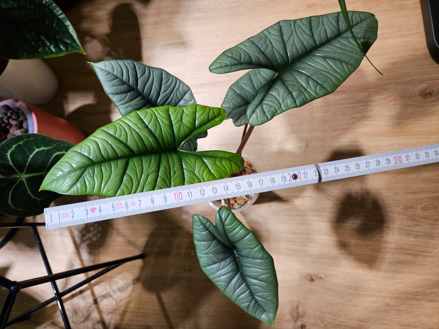 Pflanzen & Samen: Alocasia Platinum (medium) – Gebraucht aus Buttikon SZ von Jagoda87 1