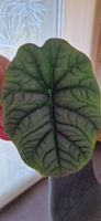 🤩Alocasia Melo Rhizom 