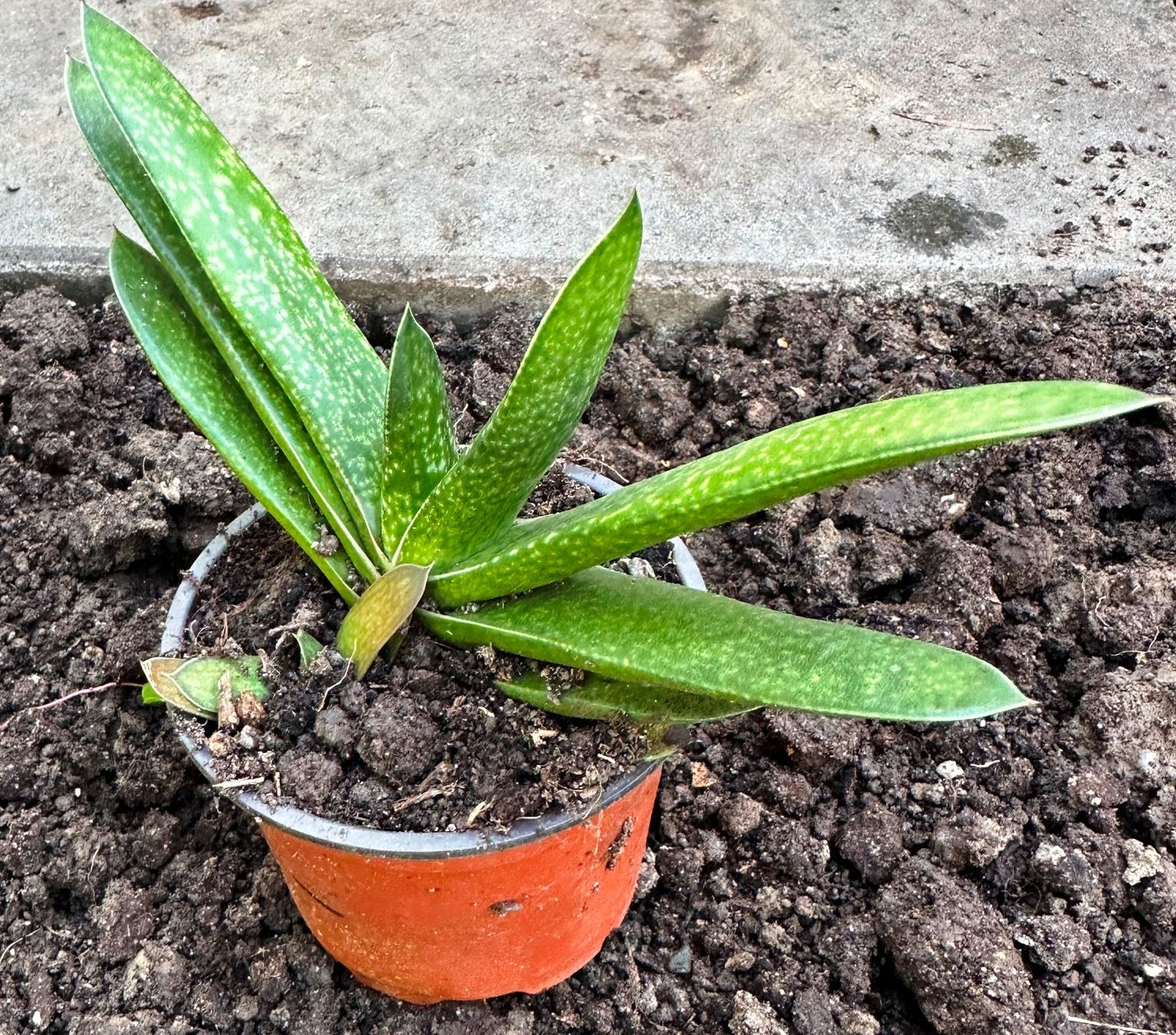 Plantes & graines: Hirschzunge - eine Pflanze! – Neuf (Voir description) à Steffisburg par Petroselium