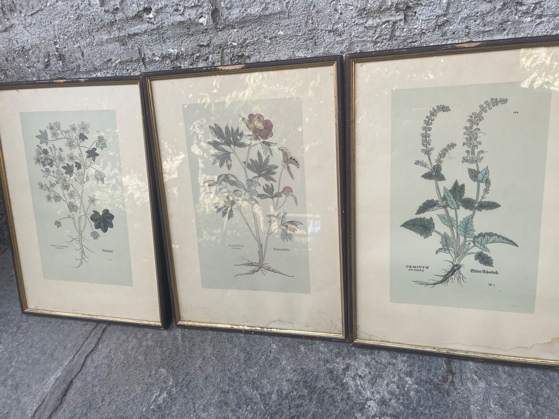 Dipinti: 3  Dessins - botanique – Usato da Minusio venduto da Pink222 1