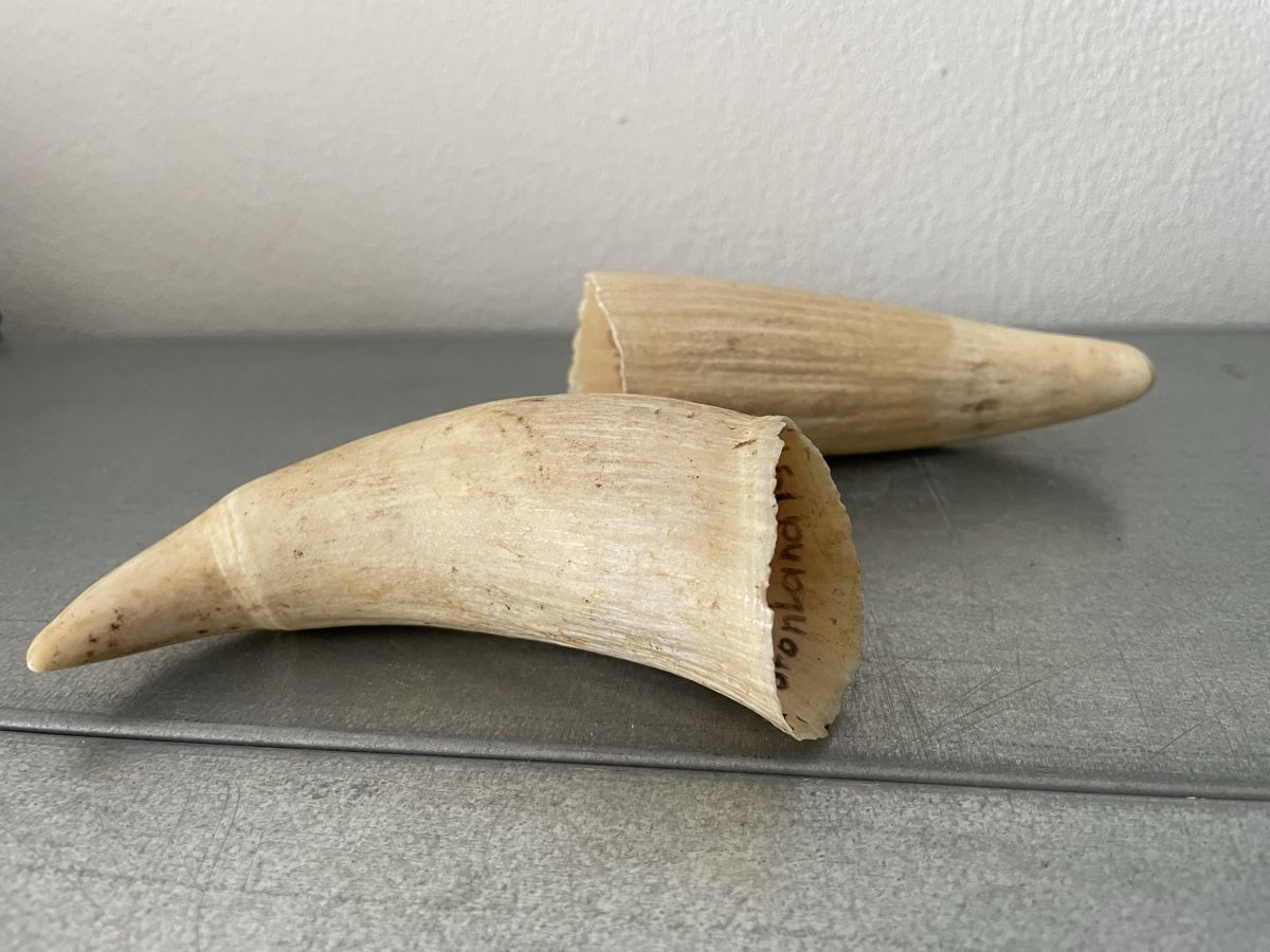 Fossili: alte Zähne vintage set – Usato da Basel venduto da Amechan. 5