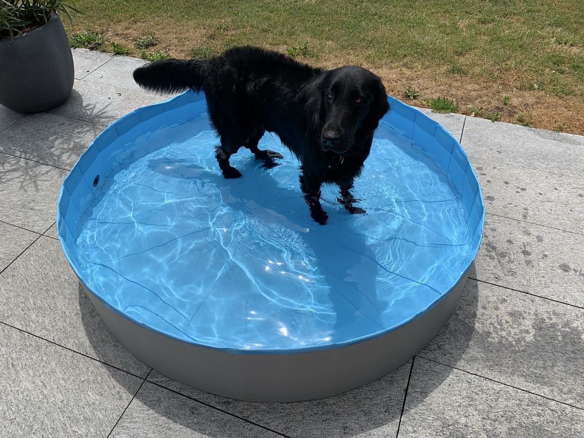 Schwimmbad: Hundepool von Toozey – Gebraucht aus Worb von ste_d57y