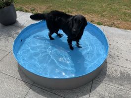 Hundepool von Toozey