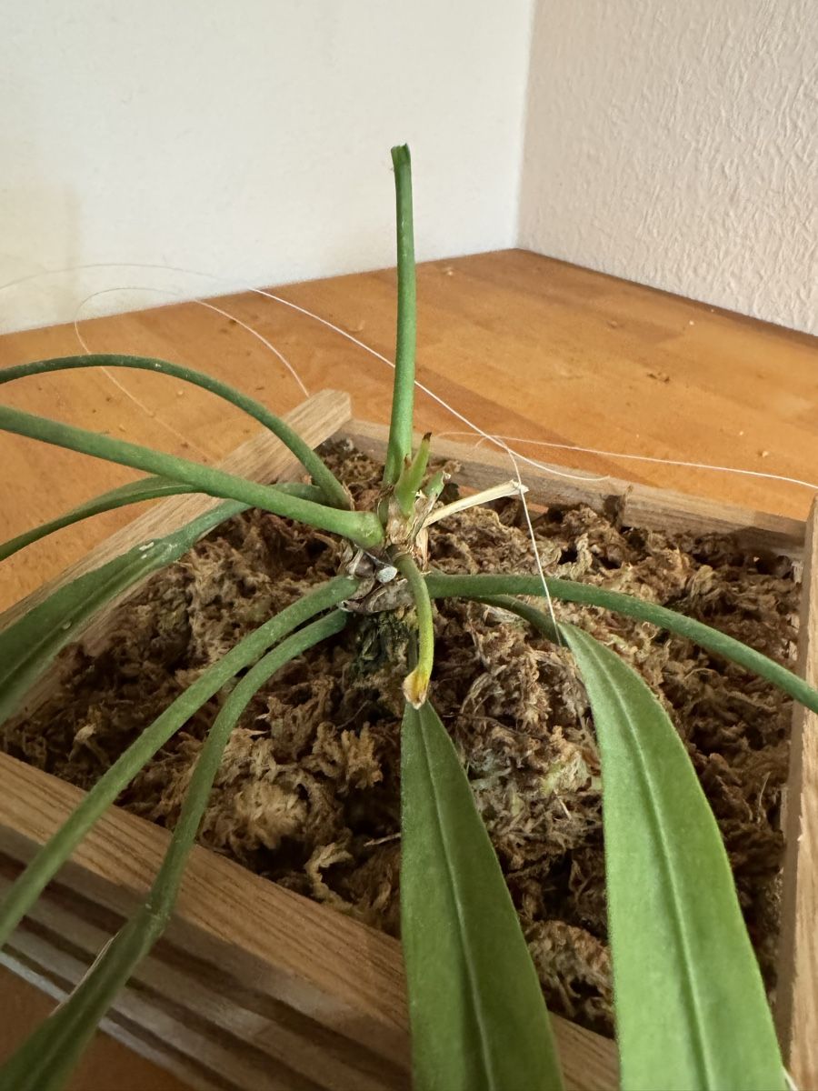 Pflanzen & Samen: Anthurium vittarifolium – Gebraucht aus Männedorf von mrclst 4