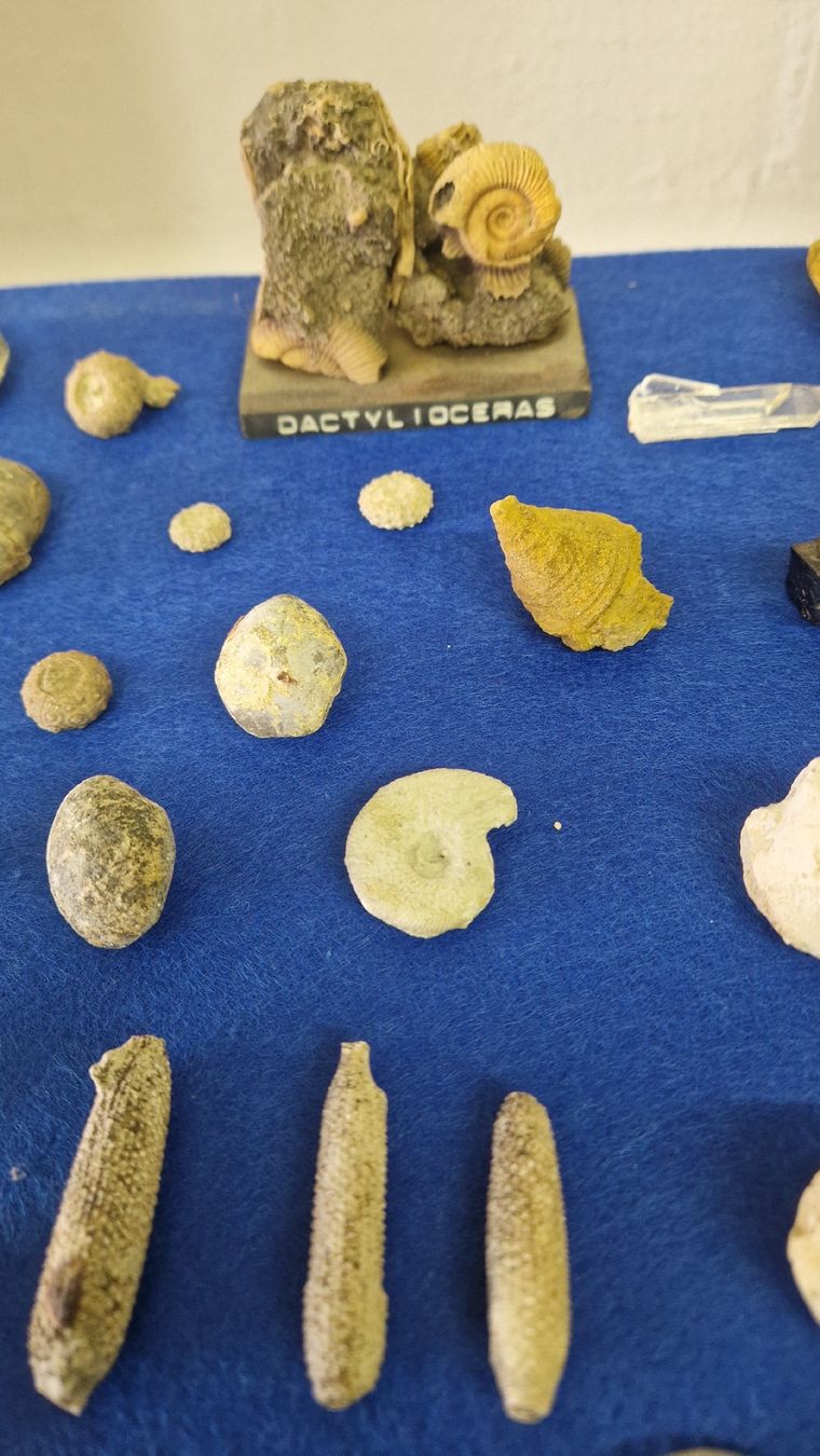 Fossili: Fossiliensammlung – Usato da Niederhasli venduto da rehauge01 3