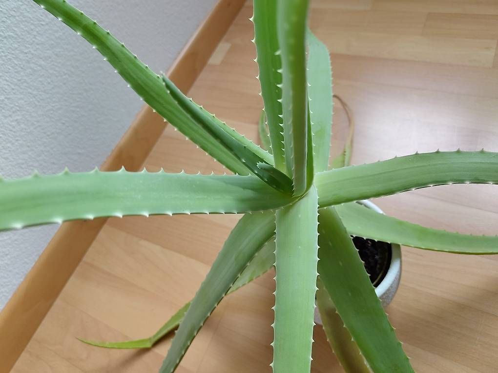 Pflanzen & Samen: Aloe Vera Pflanze – Neu (gemäss Beschreibung) aus Rotkreuz von Vauban 1