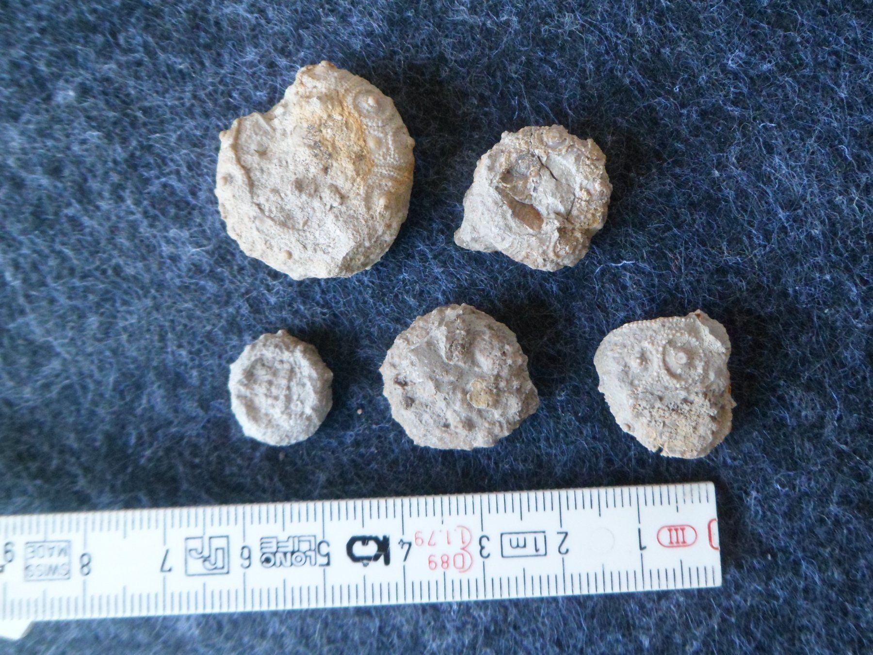 Fossiles: Fossil Seeigel Schweiz – D'occasion à Affoltern am Albis par Fossil60 1