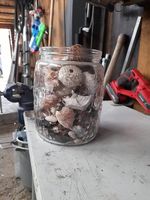 Muscheln Sammlung
