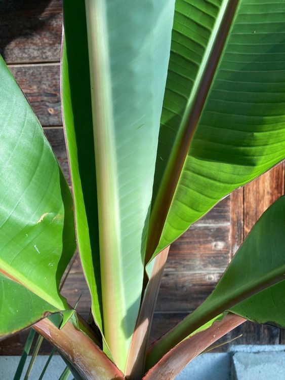1 Jungpflanze abessynische Banane Ensete Kaufen auf Ricardo