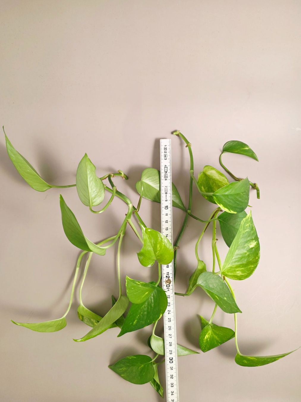 Piante & sementi: Epipremnum aureum / Efeutute Stecklinge – Nuovo (secondo la descrizione) da Gerolfingen venduto da Azora 2