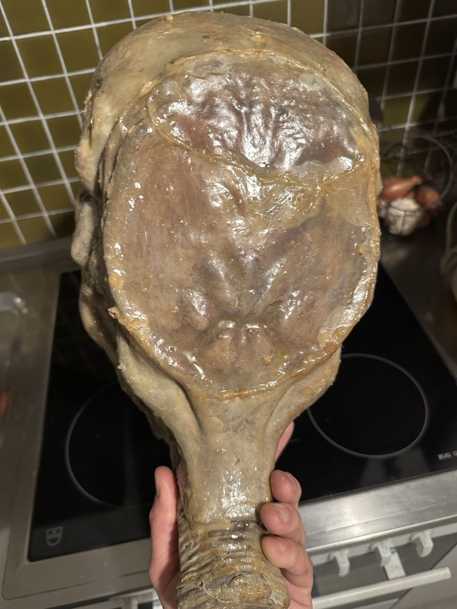 Skulpturen & Statuen: Giger Alien Space Jockey Büste Modell not Sideshow – Gebraucht aus Schlieren von Moviepropde 3