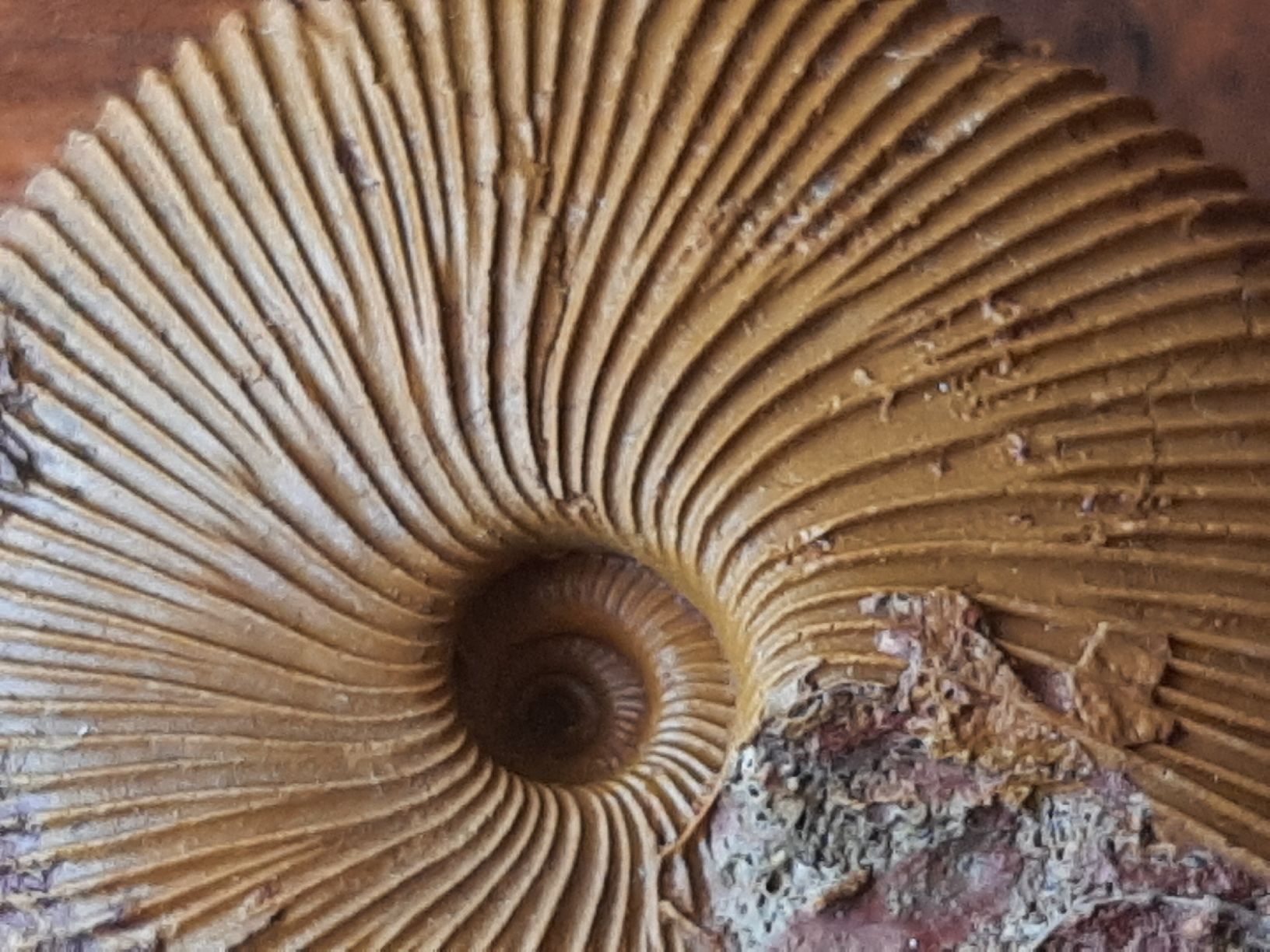Fossilien: Ammonit aus Anwil BL – Gebraucht aus Rickenbach BL von Oktober68 4