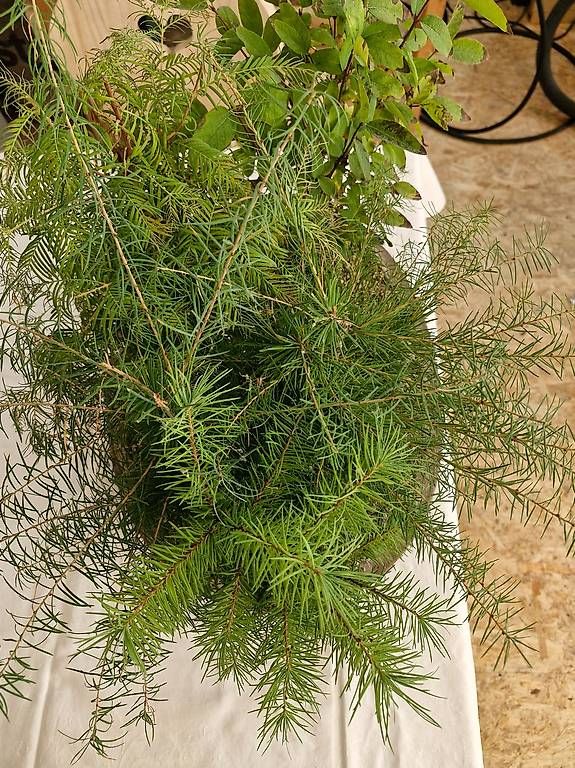 Pflanzen & Samen: Bonsai-Wald – Gebraucht aus Oberuzwil von Drechselfaesi 1