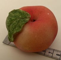 Süsses Mäuschen in Apfel.Hübsche Deko Steinmehl.