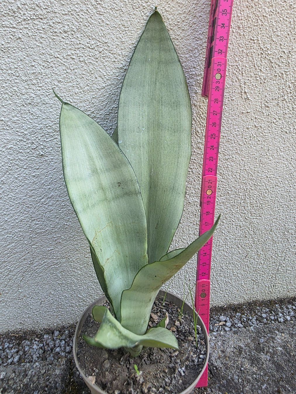 Piante & sementi: Sanseveria "Moonshine" / Sammlersorte Bogenhanf Ableger – Nuovo (secondo la descrizione) da Thalheim venduto da silvara01 3