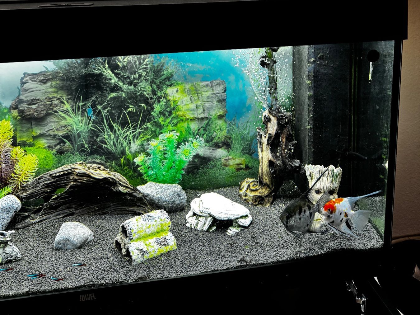 Acquari: Aquarium eau douce – Usato da Lausanne venduto da gre_97wx 4