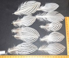 Deko Federn 559 – 10 bis 15 cm – Silber Fasan - 10 Stück