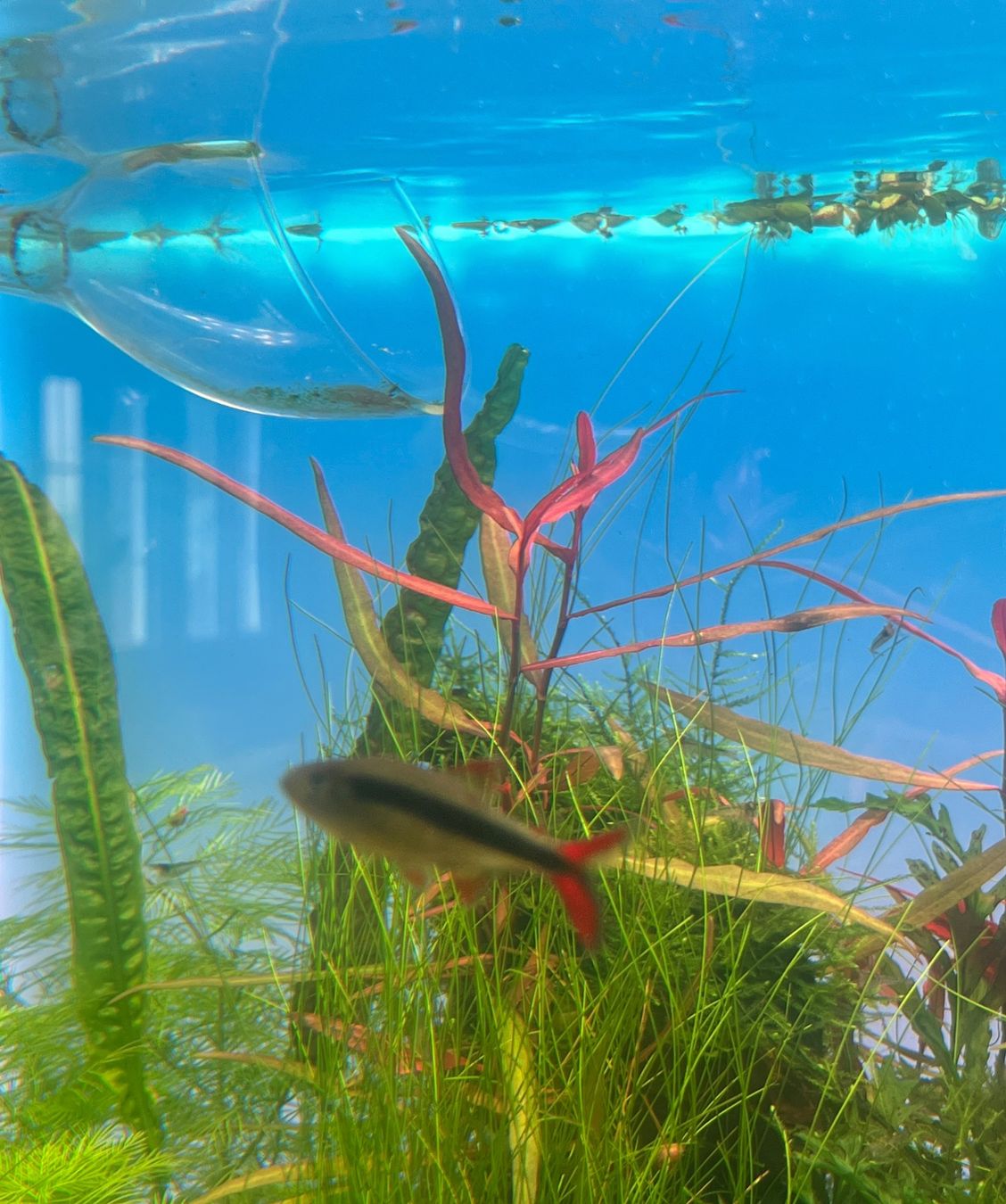 Pflanzen & Samen: Persicaria sp. 'Pak Chong' – Gebraucht aus Winterthur von Aquascaper321 1