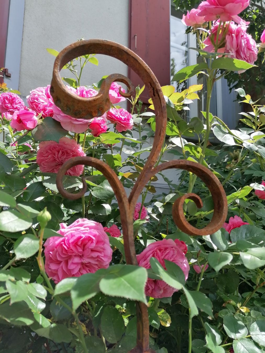 Tutte le decorazioni: Rosenstab / Gartenstab / Gartendekoration – Nuovo (secondo la descrizione) da Riedt b. Erlen venduto da BisD 4
