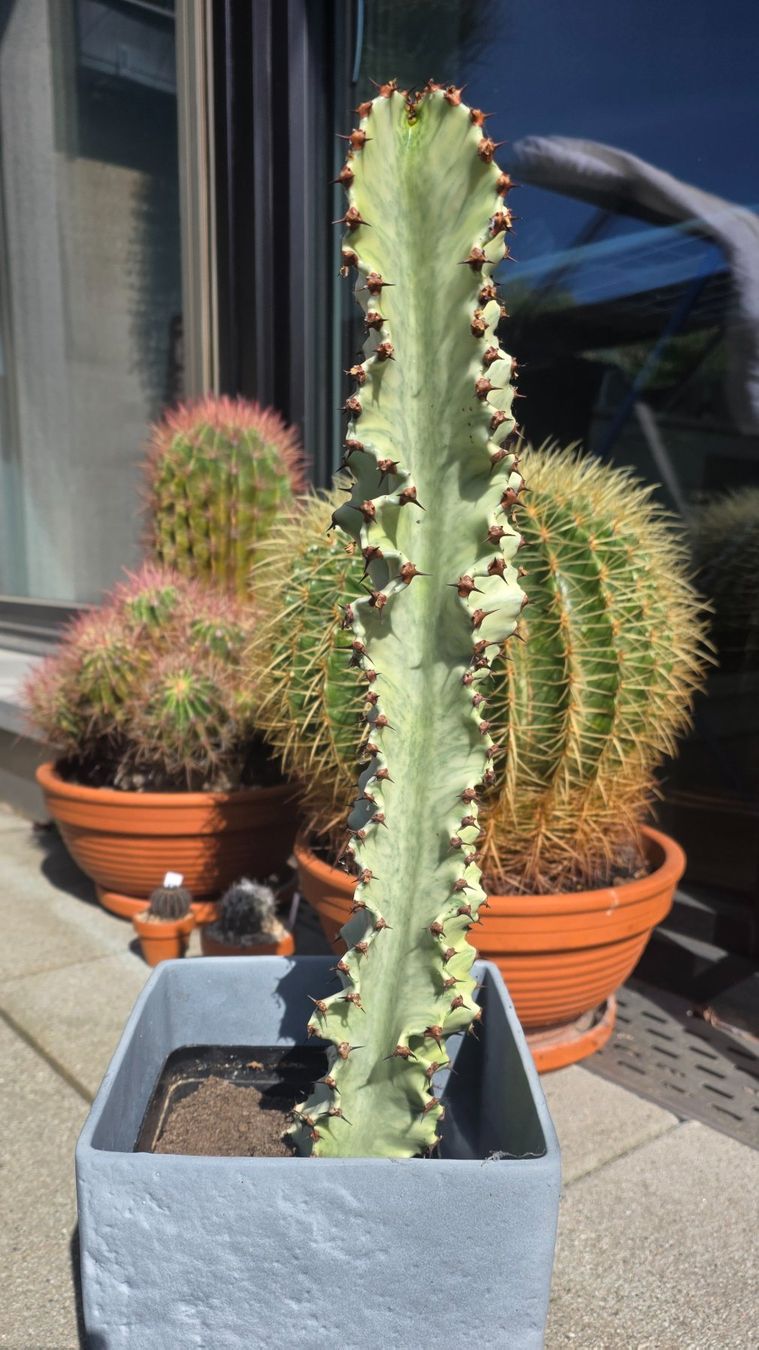 Piante & sementi: Wolfsmilch: Euphorbia ingens marmorata – Usato da Basel venduto da AJacks