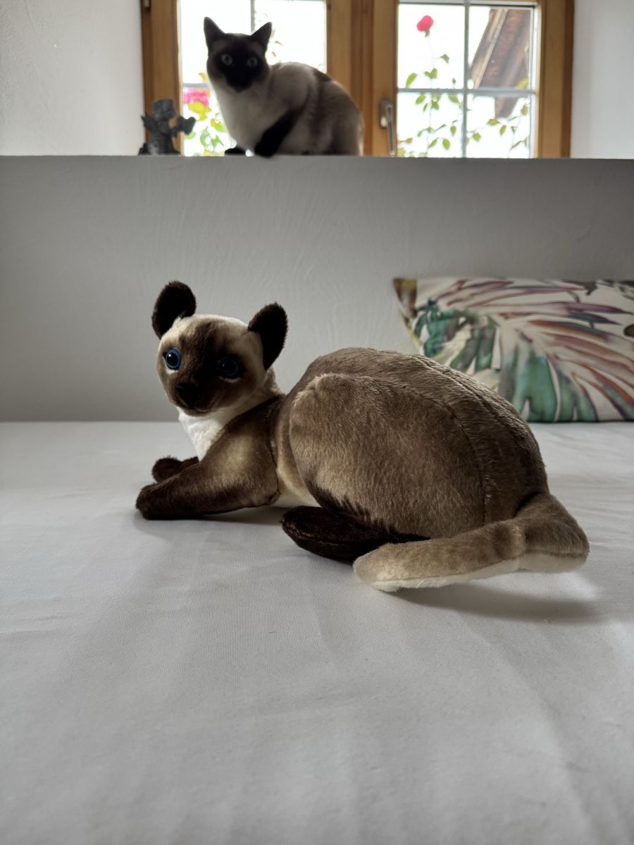 Giocattoli: Stofftier Siam Katze – Nuovo (secondo la descrizione) da Waltensburg/Vuorz venduto da Bruni04 1