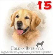 Teppich Rund Motiv Hund: Golden Retriever 60cm