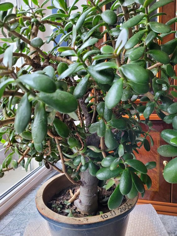 Bonsai Pflanzen Kaufen auf Ricardo