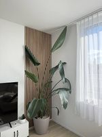Strelitzia Nicolai inklusive Lechuza Selbstbewässerungstopf