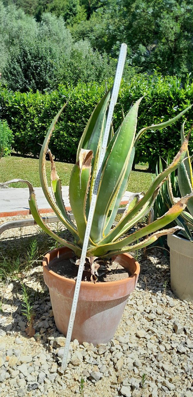 Pflanzen & Samen: Agave  ca. 105 cm (2) – Gebraucht aus Liesberg von Ragged