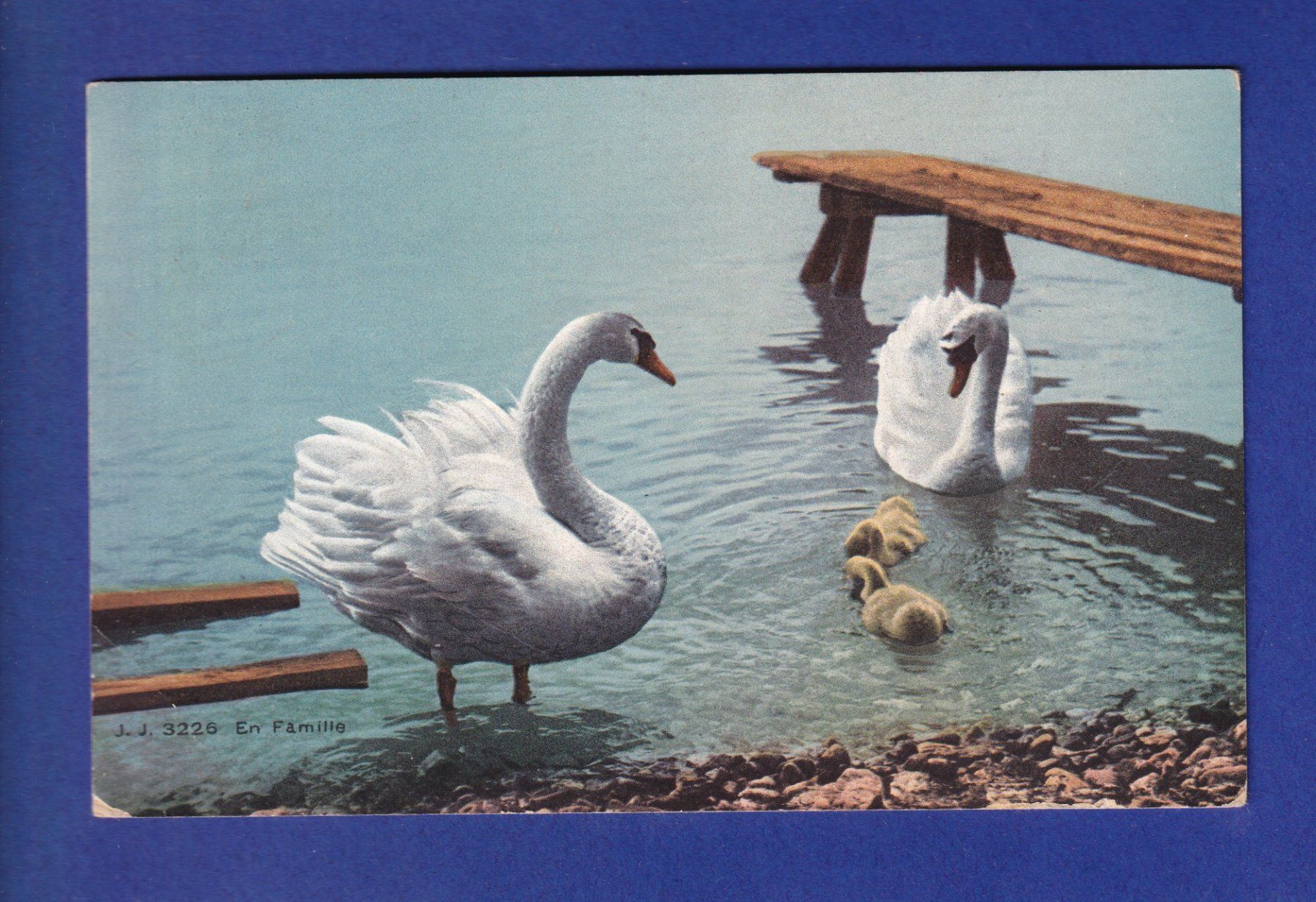 Cartoline postali: OISEAU - Cygnes et petits – Usato da Pully venduto da nicecards-shop