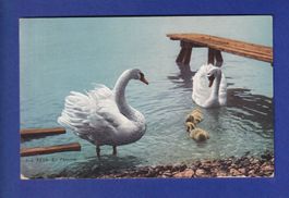 OISEAU - Cygnes et petits