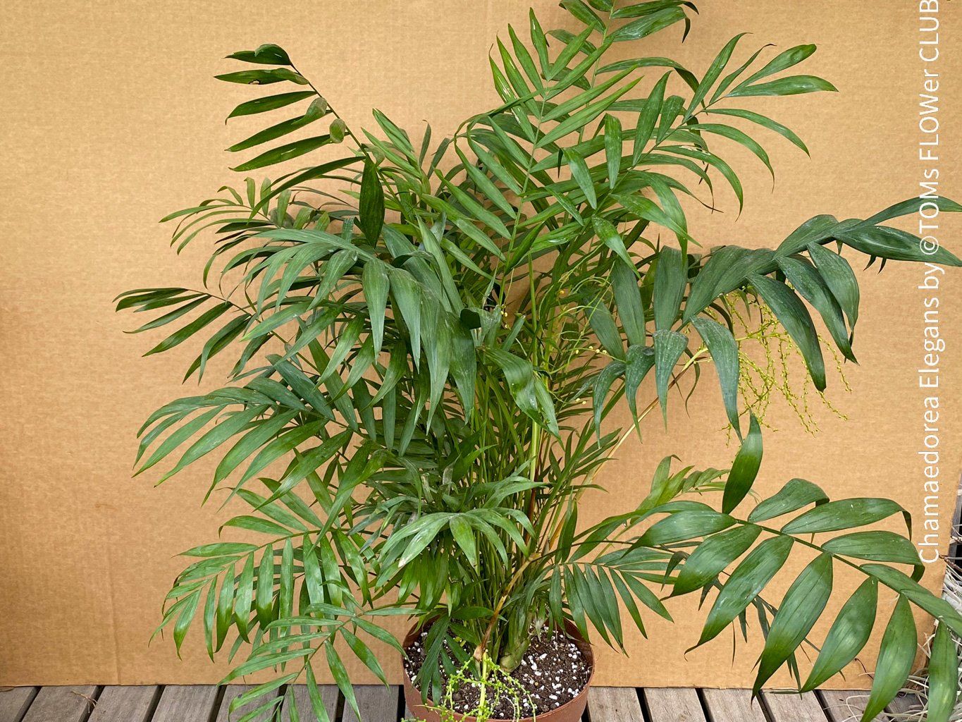 Piante & sementi: Chamaedorea Elegans - Bergpalme - bedingt winterhart – Nuovo e nell'imballaggio originale da Adliswil venduto da astom369 5
