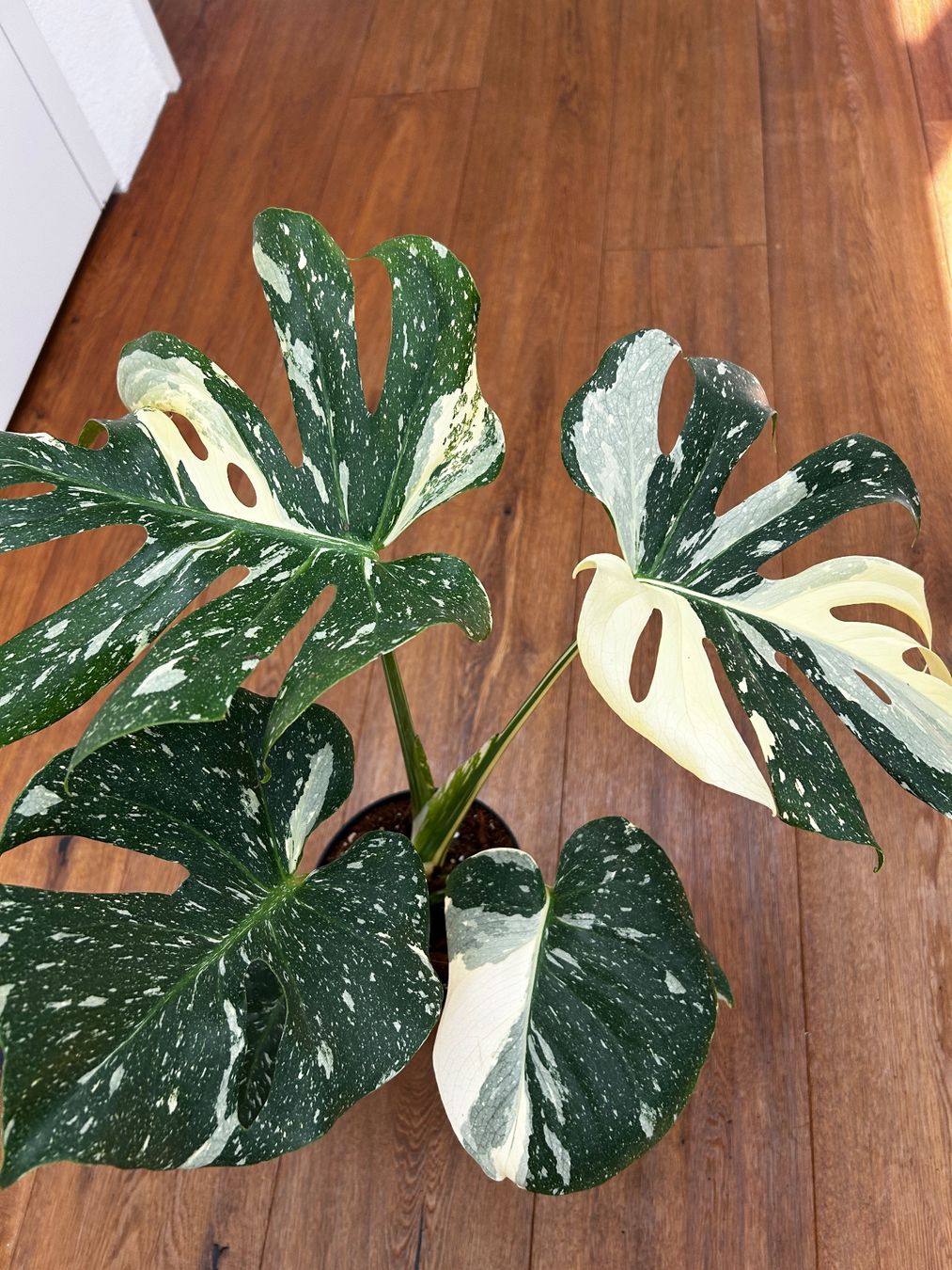 Pflanzen & Samen: Monstera Thai Constellation💚 – Gebraucht aus Wattwil von Mikesplantshop 2
