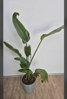 Strelizie 150 cm