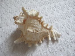 Grosse schöne Muschel/Schnecke