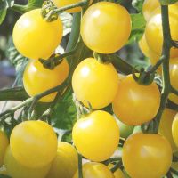 30  Samen SNOWBERRY weisse Kirschtomate