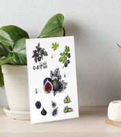 Karte Druck Art Print von Handgemalte Botanisch Feige