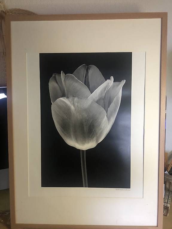 Poster & Bilder: Tableau pour salon tulipe noire  – Gebraucht aus Le Vaud von mla_88hm