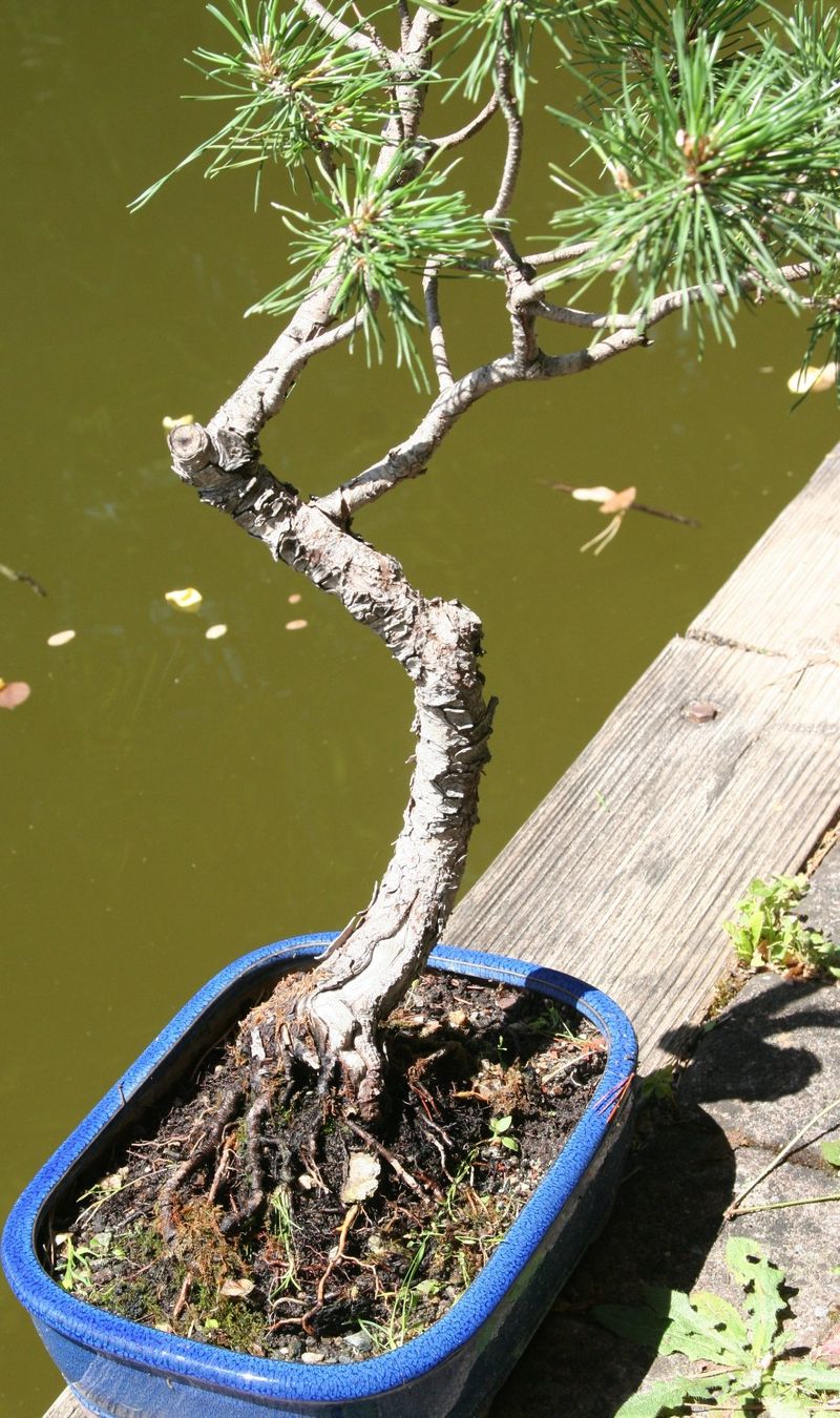 Piante & sementi: BONSAI  -  Bergkiefer – Usato da Gretzenbach venduto da Sikim 4