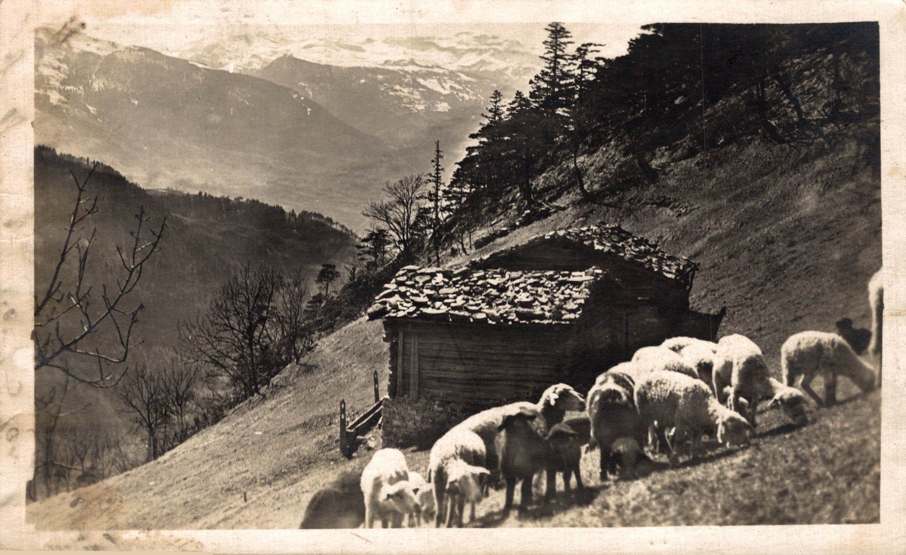 Cartoline postali: Maienfeld. Schafherde auf Alp – Usato da Bronschhofen venduto da Astore
