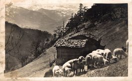Maienfeld. Schafherde auf Alp