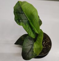 Rarität: Alocasia Heterophylla Metallic Blue Aurea Variegata