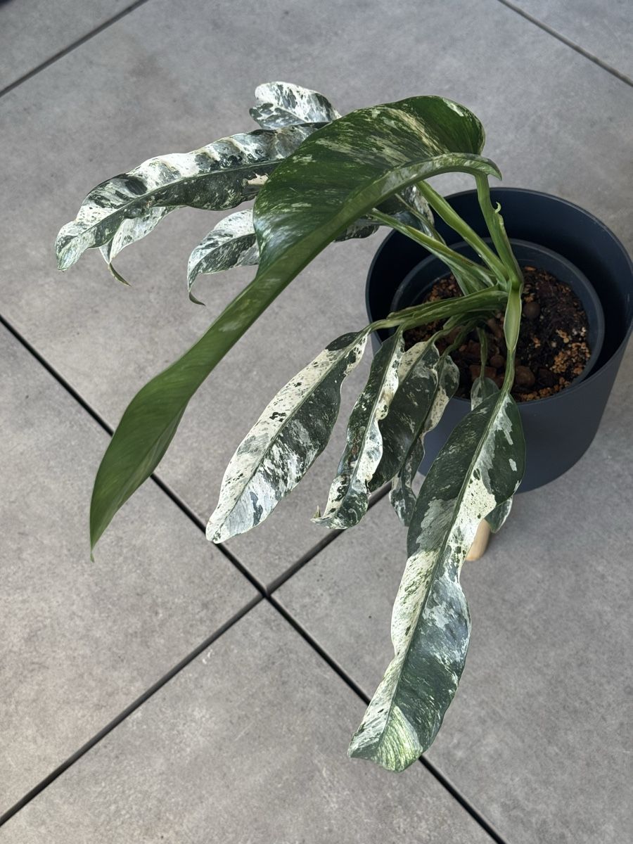 Pflanzen & Samen: Rhaphidophora puberula variegata – Gebraucht aus Bachenbülach von csp_6rns