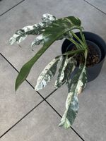 Rhaphidophora puberula variegata