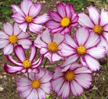 50 Samen Cosmea FIZZY ROSE PICOTEE