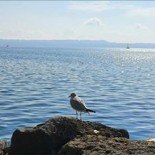 Profile image of Naturkunst