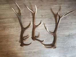 3 schöne Abwurfstangen Hirsch aus dem Bündnerland